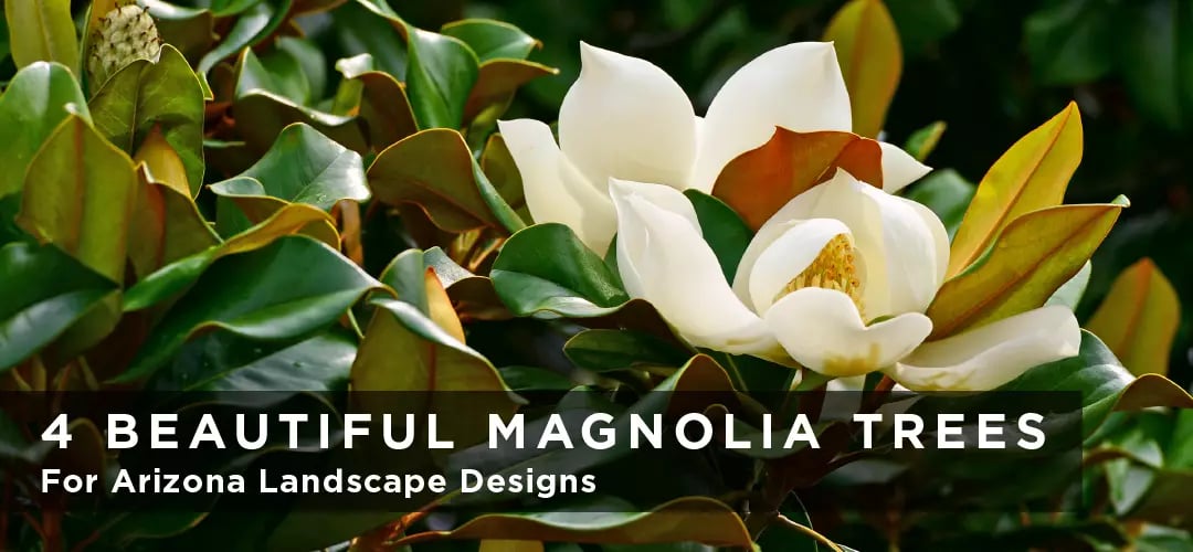 4 Beautiful Magnolia Trees for Arizona Landscape Designs